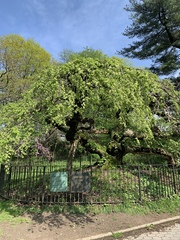 Ulmus glabra camperdownii