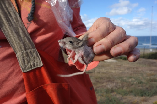 San Diego Pocket Mouse