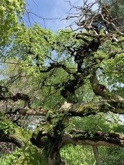 Ulmus glabra camperdownii