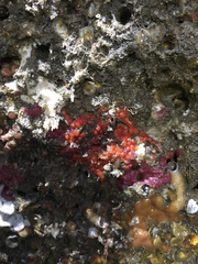 Metandrocarpa