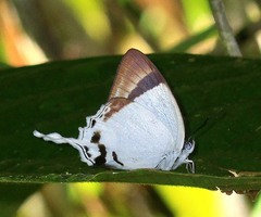 Drina mariae