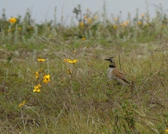 Eremophila alpestris peregrina