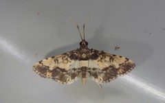 Nacoleia amphicedalis