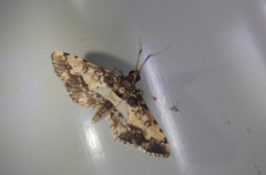 Nacoleia amphicedalis