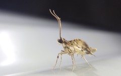 Nacoleia amphicedalis