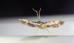 Nacoleia amphicedalis