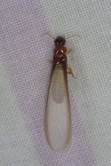Kalotermitidae