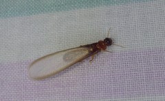 Kalotermitidae