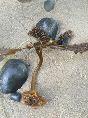 Eisenia arborea