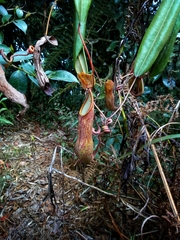 Nepenthes alata