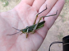 Staleochlora viridicata