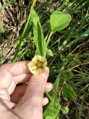 Physalis heterophylla