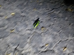 Naupactus sulphurifer