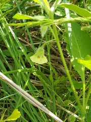 Physalis heterophylla