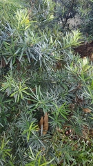 Podocarpus polystachyus