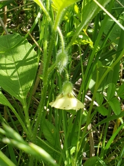 Physalis heterophylla