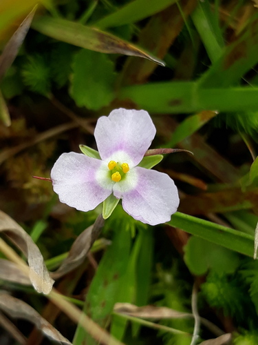Mayaca sellowiana (Mayaca sellowiana)