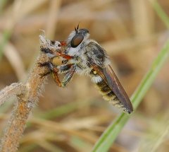 Megaphorus acrus