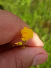 Utricularia laxa