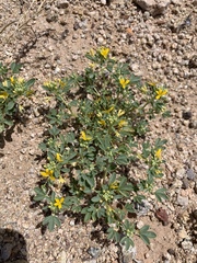 Cleomella obtusifolia