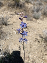 Delphinium parishii