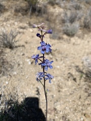 Delphinium parishii