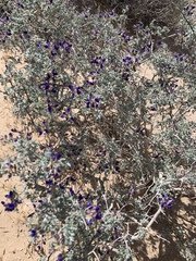 Psorothamnus arborescens