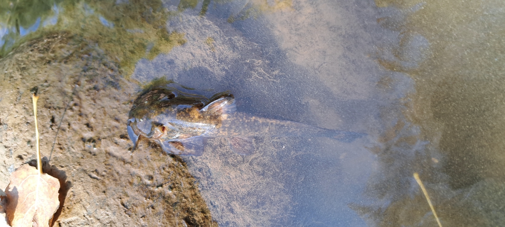 Turkestan Catfish photo 2
