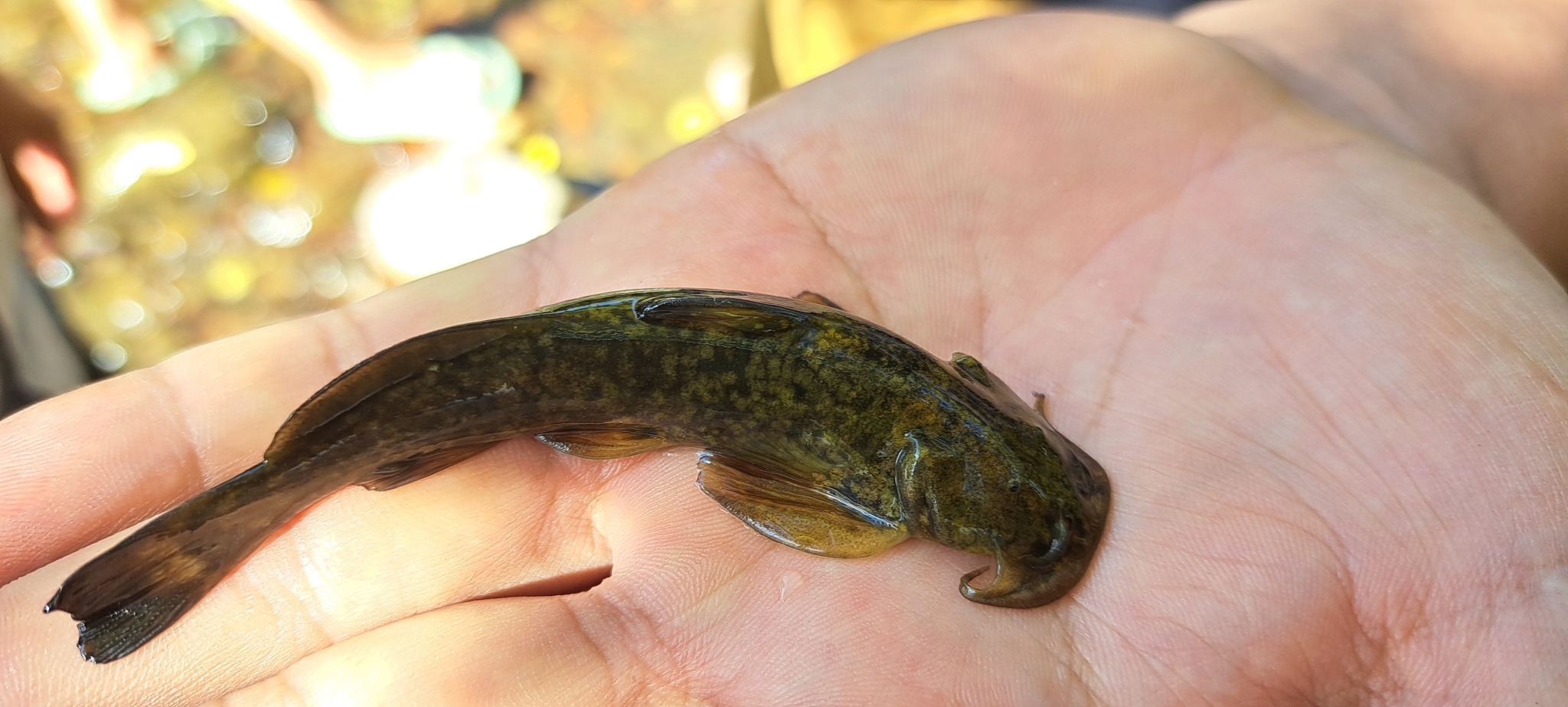 Turkestan Catfish photo 3