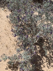 Psorothamnus arborescens