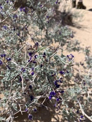 Psorothamnus arborescens