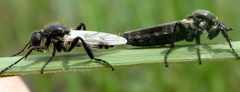Bibio albipennis