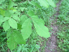 Phylloxera caryaefallax