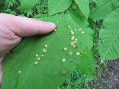 Phylloxera caryaefallax