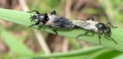 Bibio albipennis