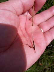 Utricularia laxa