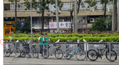 Columba livia domestica