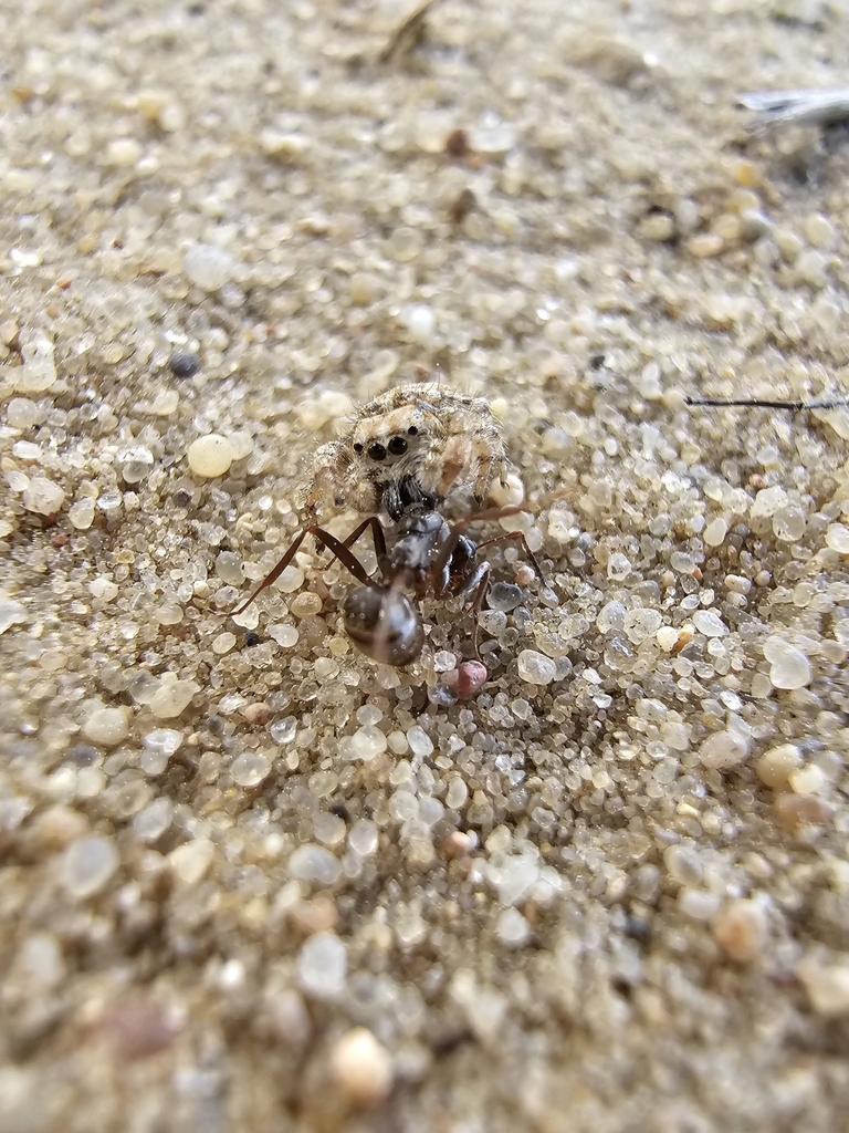 Yllenus arenarius
