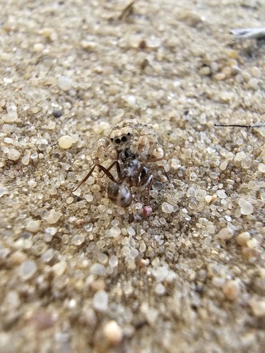 Yllenus arenarius