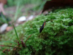 Mathildana newmanella