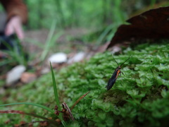 Mathildana newmanella