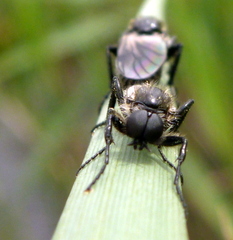Bibio albipennis