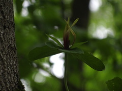 Trillium viridescens