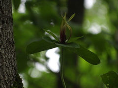 Trillium viridescens