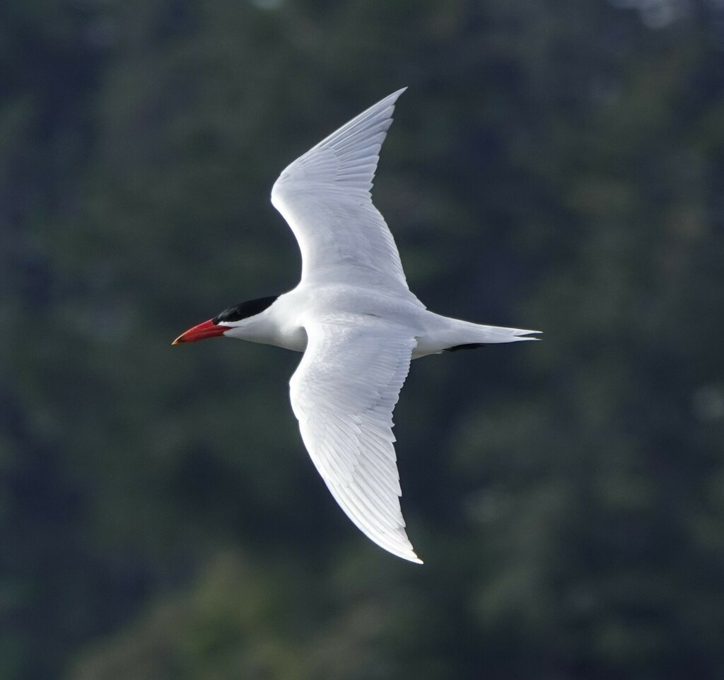 Caspian Tern