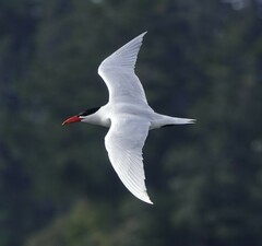 Caspian Tern photo 3