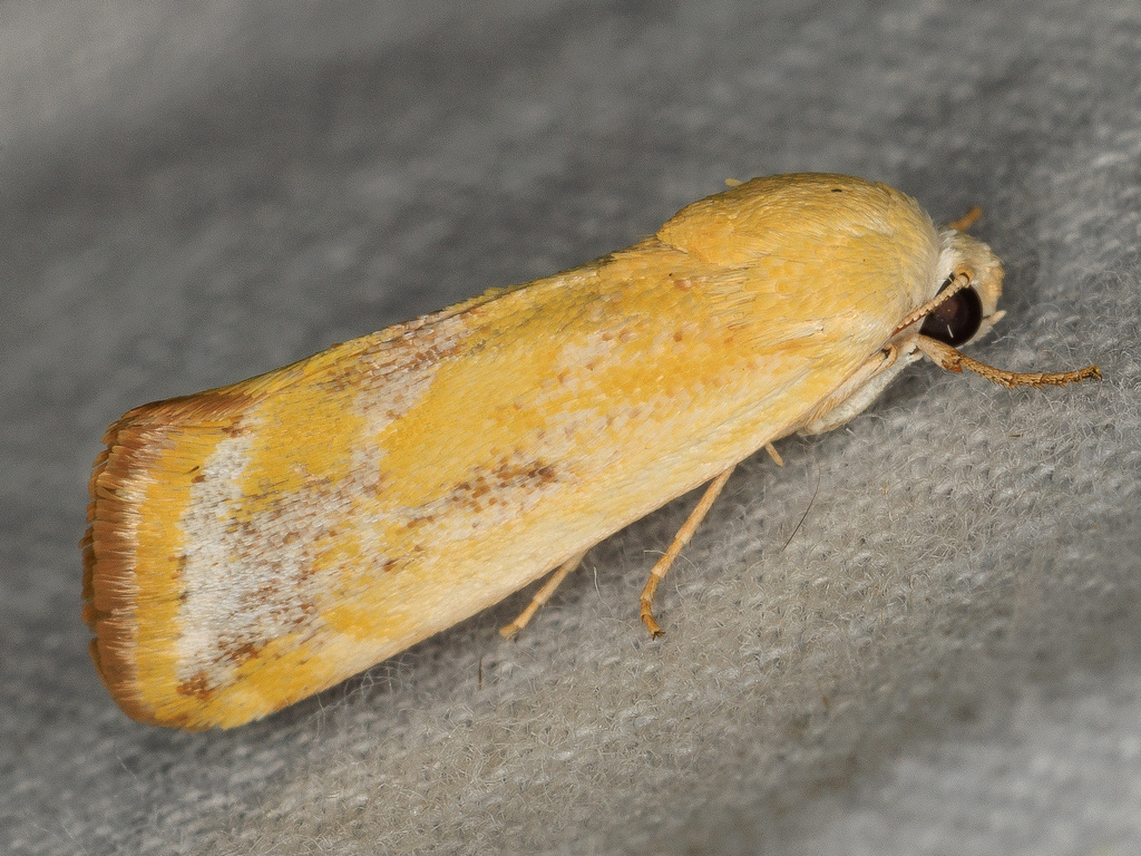 Ponometia mcdunnoughi