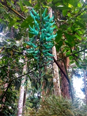 Strongylodon macrobotrys