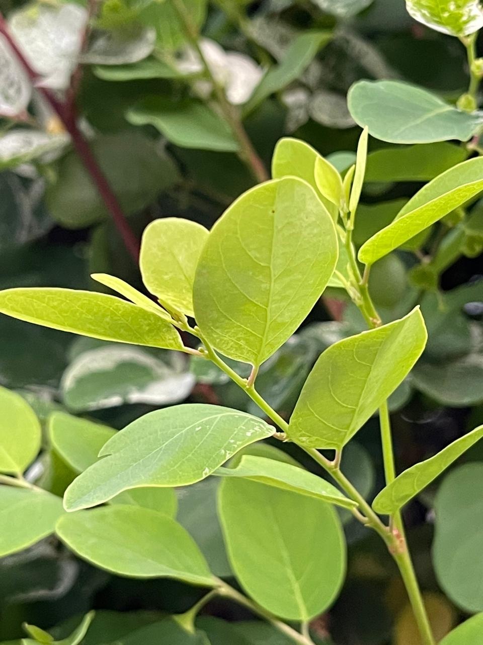 Imagem de Planta-fita