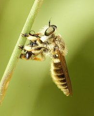 Megaphorus clausicellus